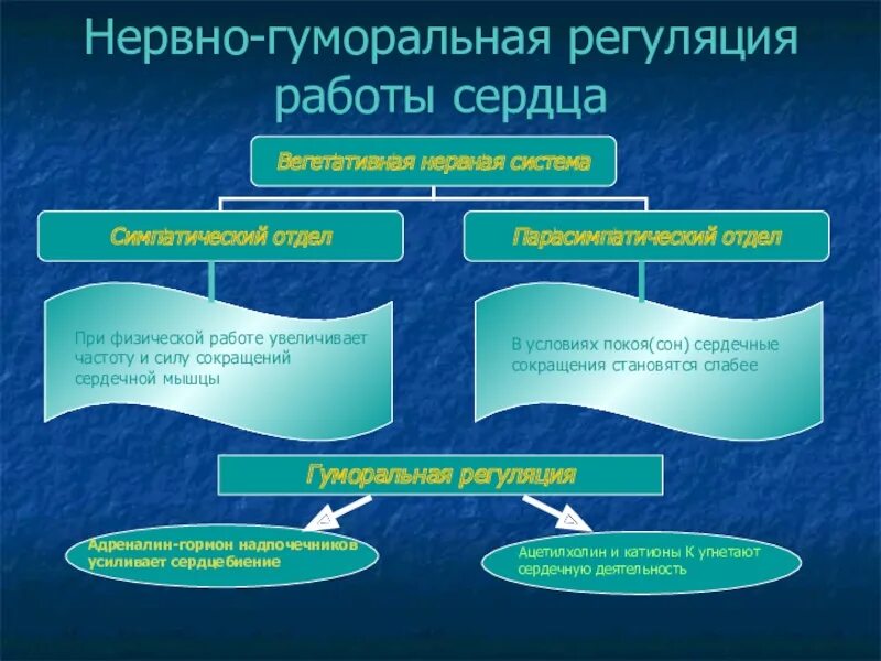 Нервная регуляция работы внутренних органов 7 класс. Регуляция работы сердца нервная и гуморальная. нервная регуляция работы сердца. нервно-гуморальная регуляция работы сердца. гуморальная регуляция работы сердца.