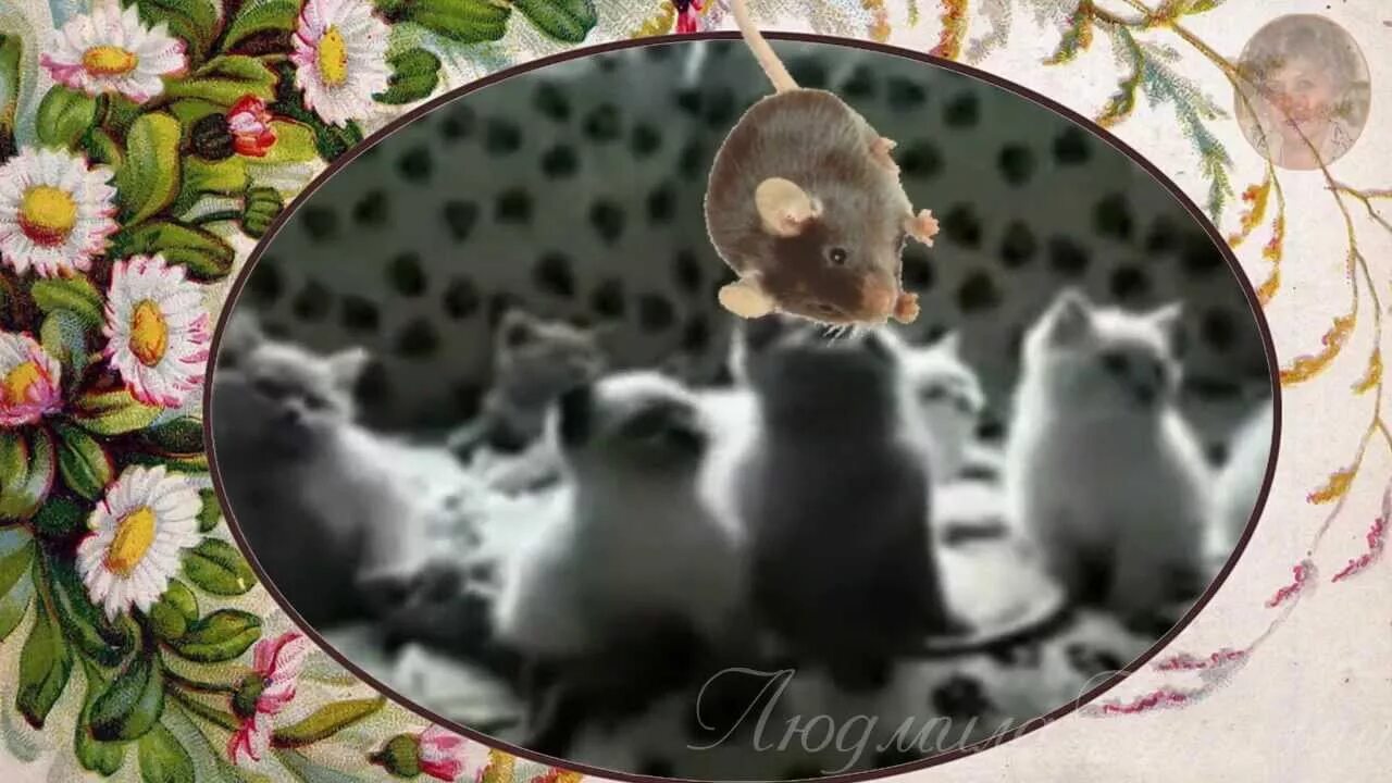 Новогодняя кошка. Песни королевство кошек. Королевство кошек песня минус. Лунное королевство кошек. Песни королевство кошек.