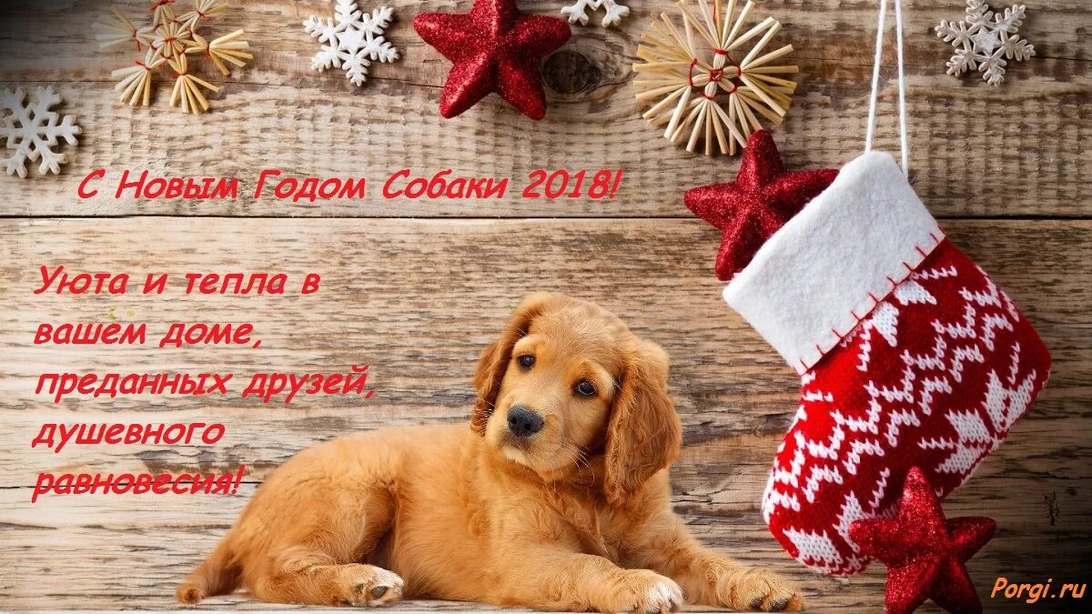 Год собаки поздравления. Новогодние открытки с собаками. Поздравление собаки с новым годом. Год собаки поздравления. Новогоднее поздравление с собаками.