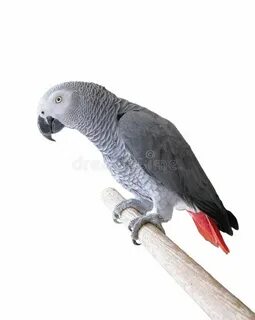 Попугай 4 буквы сканворд