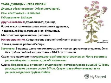 Душицы трава инструкция