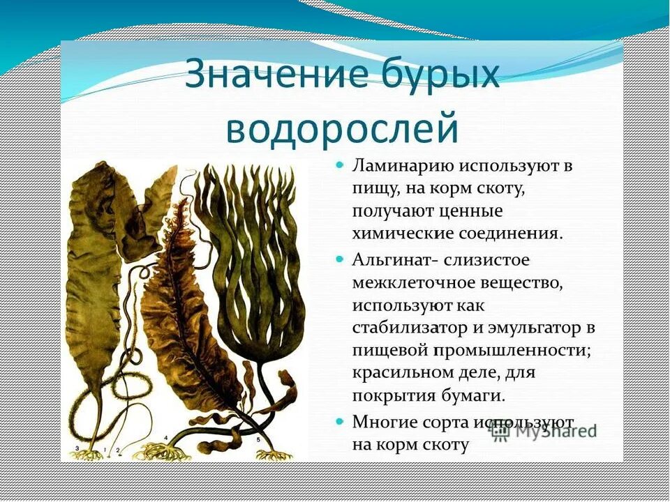 Бурые водоросли биология 7. Бурые водоросли ламинария. Ламинария 5 класс биология. Роль бурых водорослей в природе. Многообразие водорослей бурые водоросли.