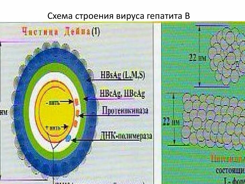 Вирусный гепатит б строение. Строение вируса гепатита с схема. Схема строения гепатита а. Вирус гепатита с рисунок. Строение вируса гепатита в.