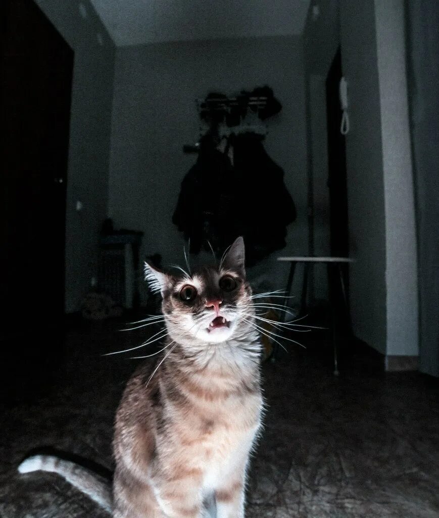 Жуткая кошка. Страшные коты ночью.