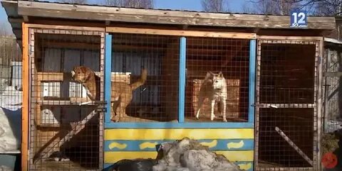 Приют череповец