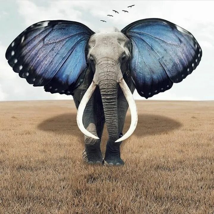 Слон бабочка. Слоны и бабочки. Слоновая бабочка. Слоненок с бабочкой. Elephant butterfly