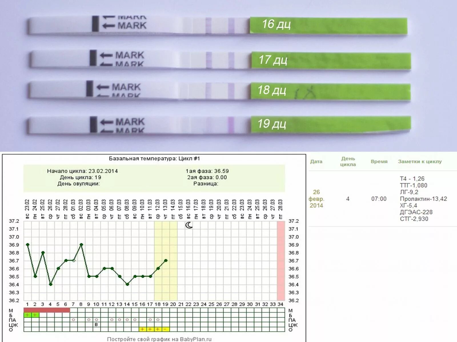 График БТ С тестами на о. График базальной температуры и тест на овуляцию. Тест на овуляцию на 10 день цикла. Овуляция тесты графики. При овуляции повышается