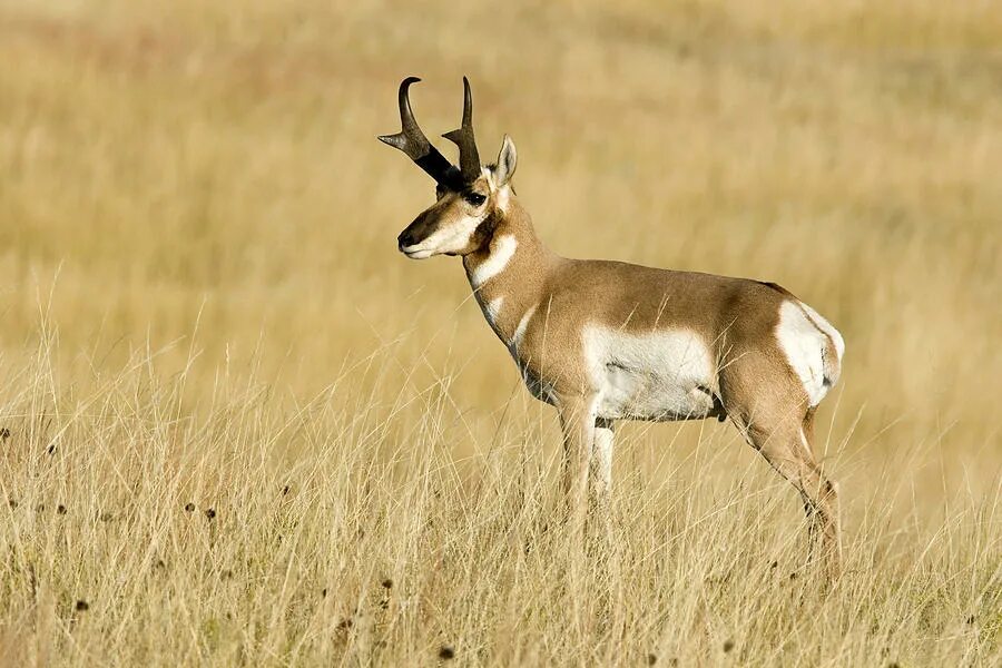 В какой природной зоне обитает вилорог. Антилопа вилорог. Pronghorn Antelope бежит. Вилорог ареал. Вилорог референс.