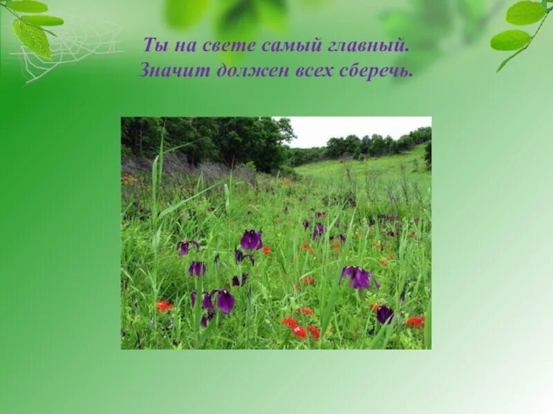 Жизнь Луга растения. Луга 2 класс. Все растения живущие на лугу. Что такое луг 2 класс.