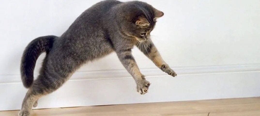 Кошка охотится на мышь. Кошка в прыжке. Кошка ловит мышь. Кот ловит. Котенок ловит мышей