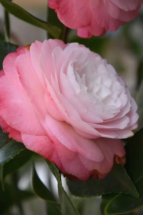 Камелия 2024. Камелия японская. Camellia japonica Desire. (Акермановский гибрид Камелия японская. Милдбеорийская Камелия.