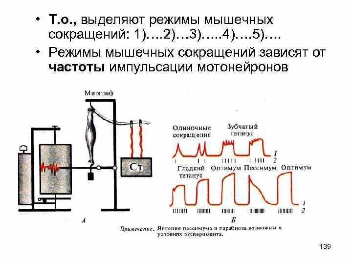 Зависимость амплитуды сокращения от силы раздражения. Оптимум и пессимум мышечного сокращения физиология. установка для графической регистрации мышечных сокращений. оптимум и пессимум частоты сокращения. методика графической регистрации мышечных сокращений.
