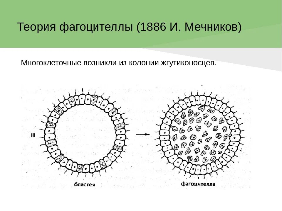 Появление многоклеточности привело. Гипотеза фагоцителлы Мечникова. Мечников фагоцителла. Теория многоклеточности Мечникова. Мечников теория фагоцителлы.