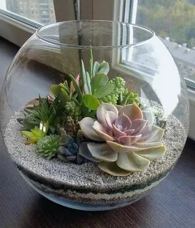 Суккуленты в стекле