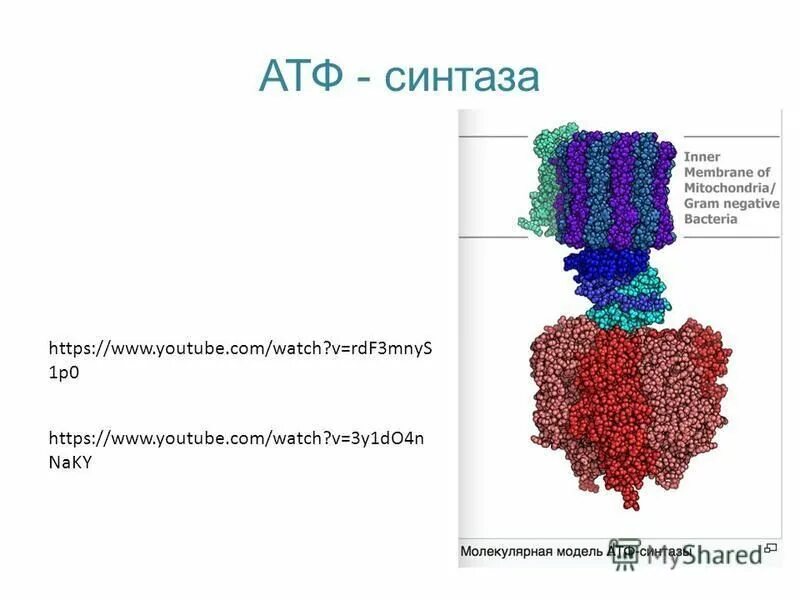 Строение атф синтазы