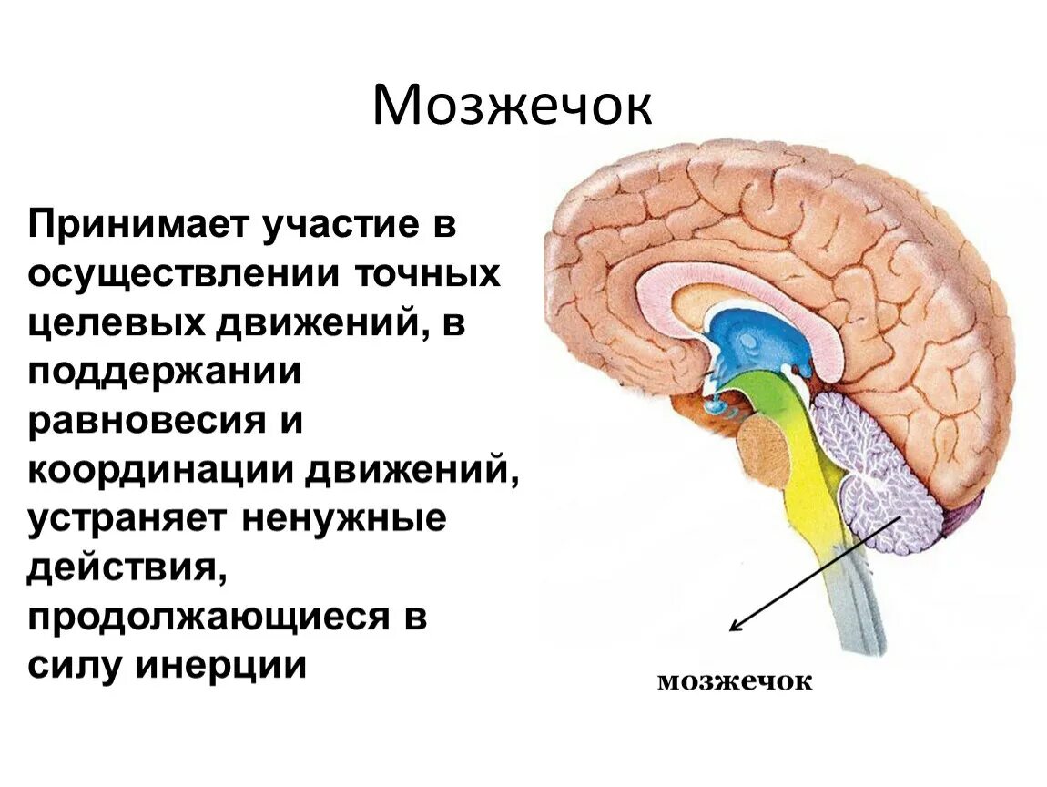 Мозжечок. Координация движений мозжечок. Функции мозжечка. Место расположения мозжечка.