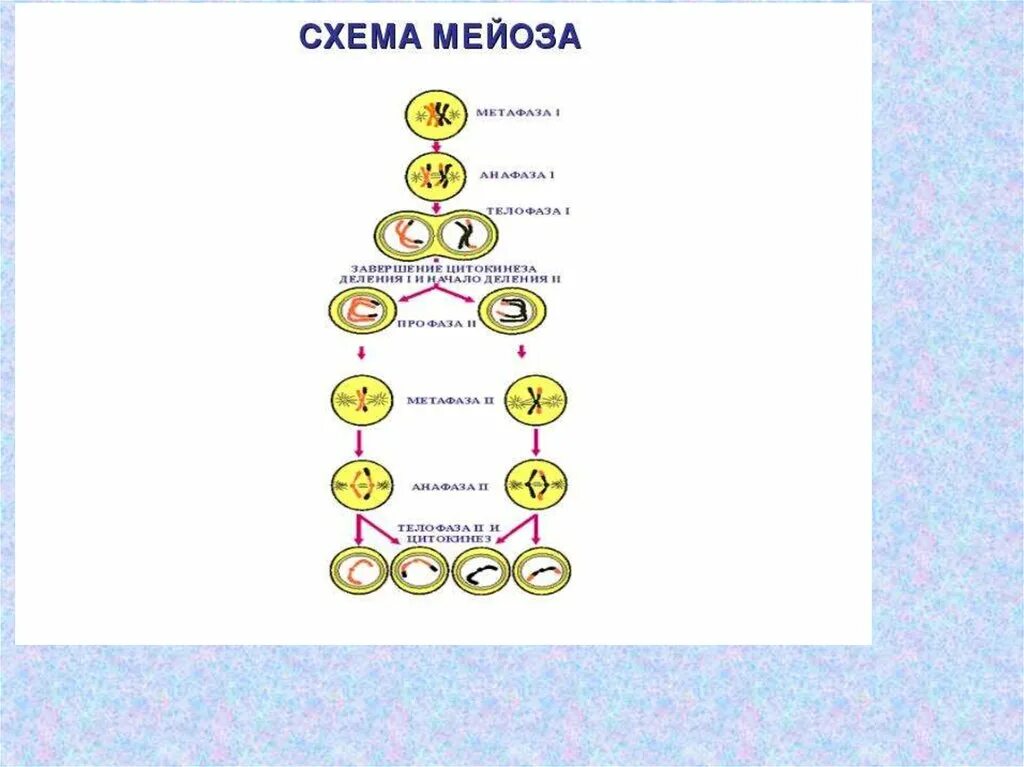 Составьте упрощенную схему мейоза. Схема деления мейоза. Мейоз 1 схема. Схема процесса мейоза. Мейоза 20