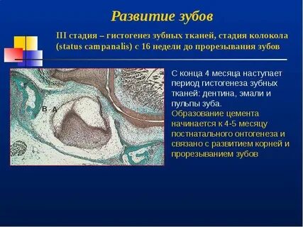 Развитие тканей зуба