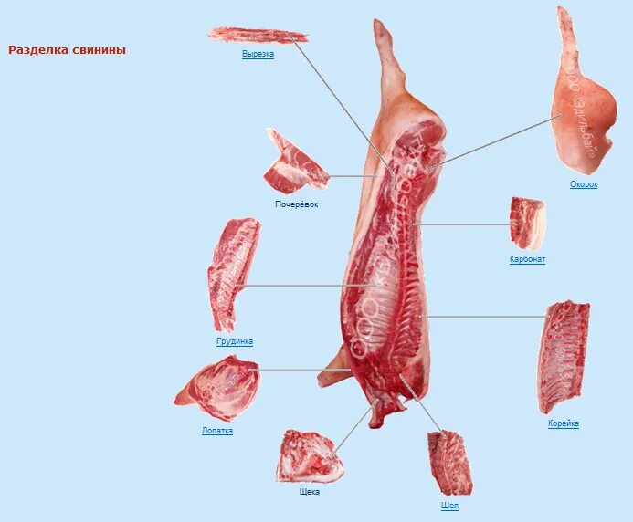 Части свиного мяса. Разруб туши свиньи вырезка. Схема разделки полутуши. Полутуша свиная разруб.