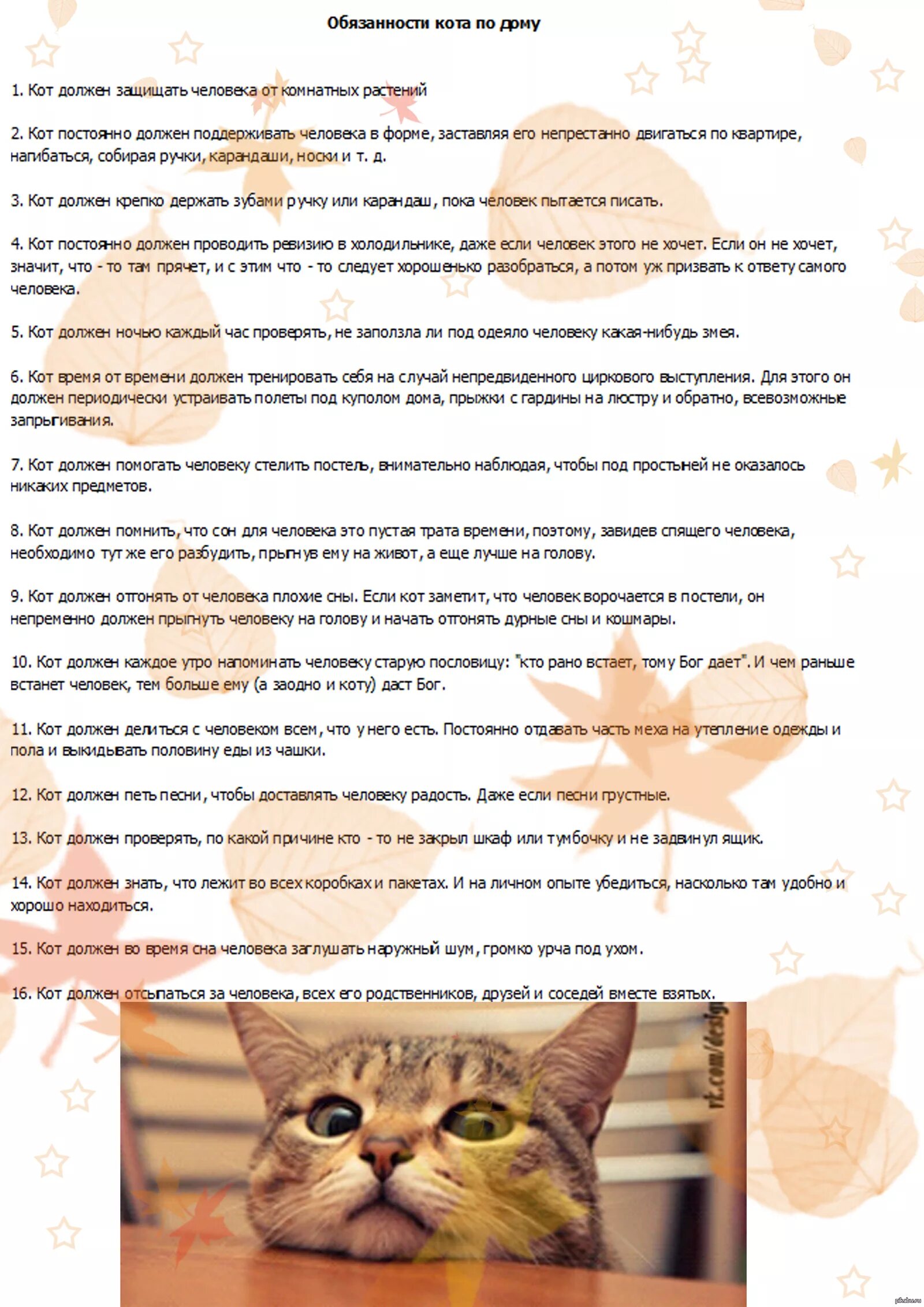 Коты инструкции