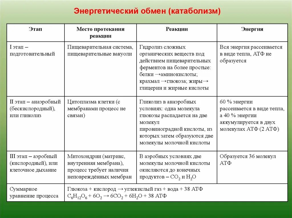 Характеристика этапов энергетического обмена. Этапы энергетического обмена таблица 10 класс. Этапы энергетического обмена схема. Подготовительный бескислородный кислородный этапы таблица.