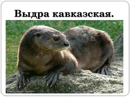 Книга выдра