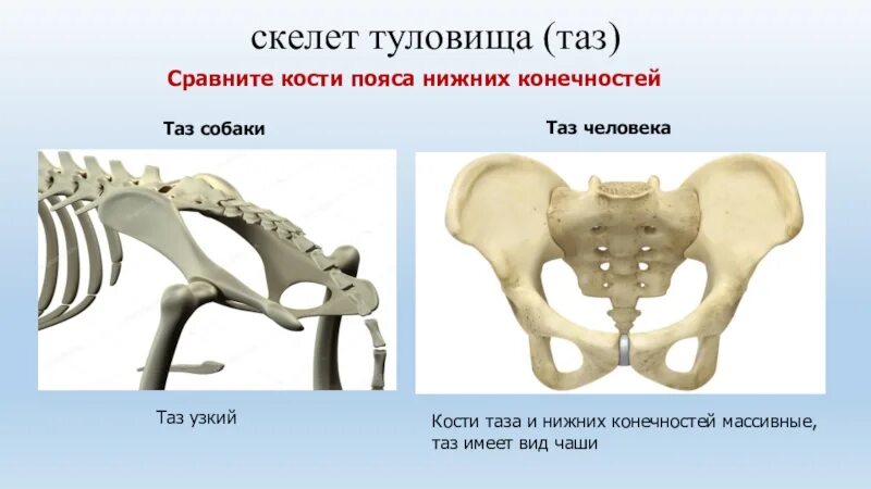 Строение тазовой кости собаки. Тазовые кости собаки анатомия. Подвздошная кость собаки строение. Тазовая кость коровы строение.