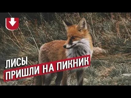 И пришел лис