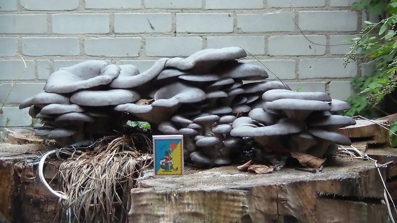 Вёшенка сёмгово-соломенная (Pleurotus djamor). Вешенка р80. Гриб вешенка на пне. Эринги. Вешенка Королевская.. Вешенка часов