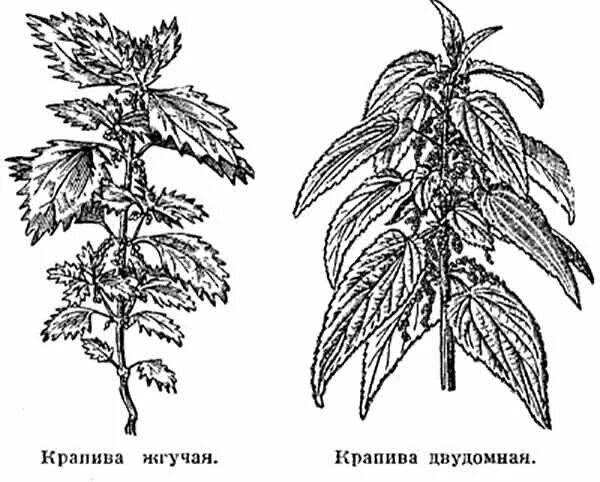 Крапива схема. Крапива жгучая и двудомная. Крапива жгучая (Urtica urens). Крапива двудомная и крапива жгучая. Крапива двудомная строение.