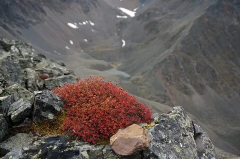 Горно тундровые