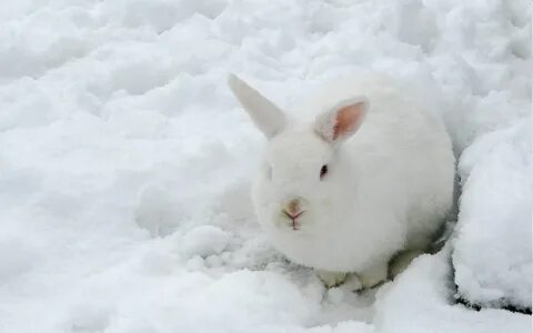 Животные рождающиеся зимой