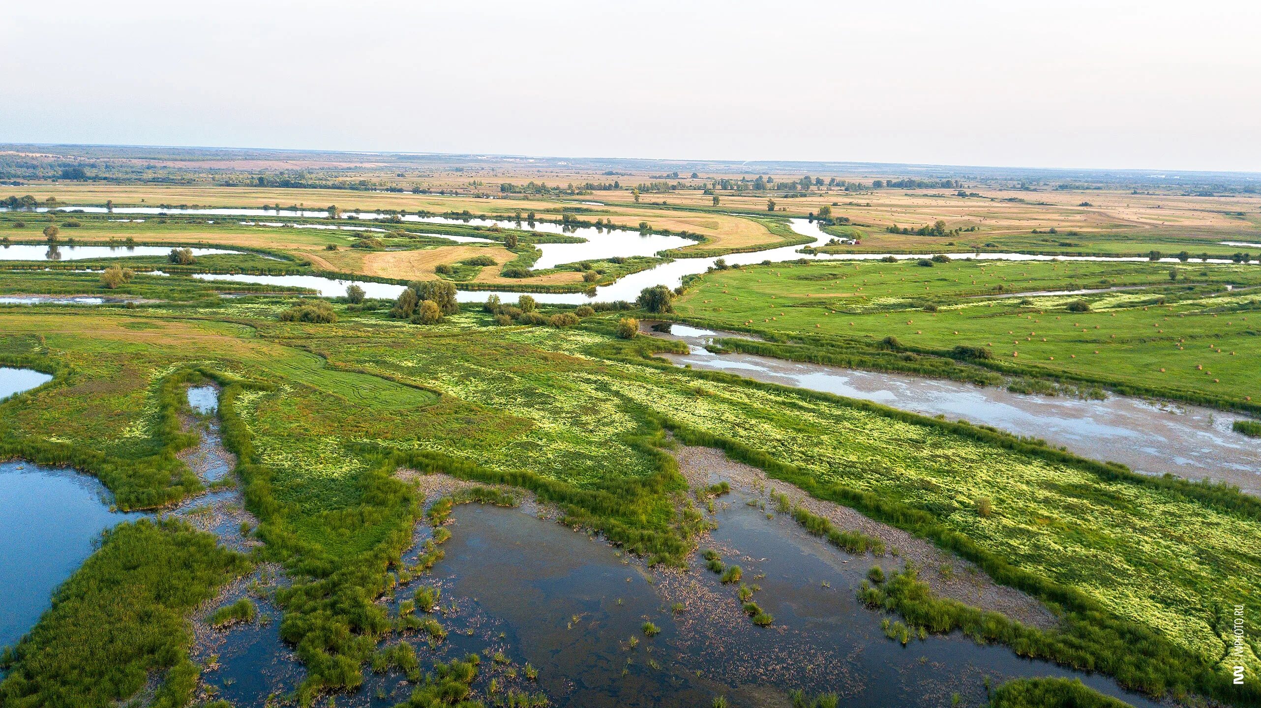 Пойменные заливные луга. Пойменные. Пойменные луга тверской области. Пойменные. Пойменные заливные луга.