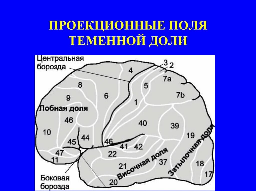 Центры в теменной доле. Проекционные области коры головного мозга. Проекционные и ассоциативные зоны коры головного мозга. Поля Бродмана в лобной доле.