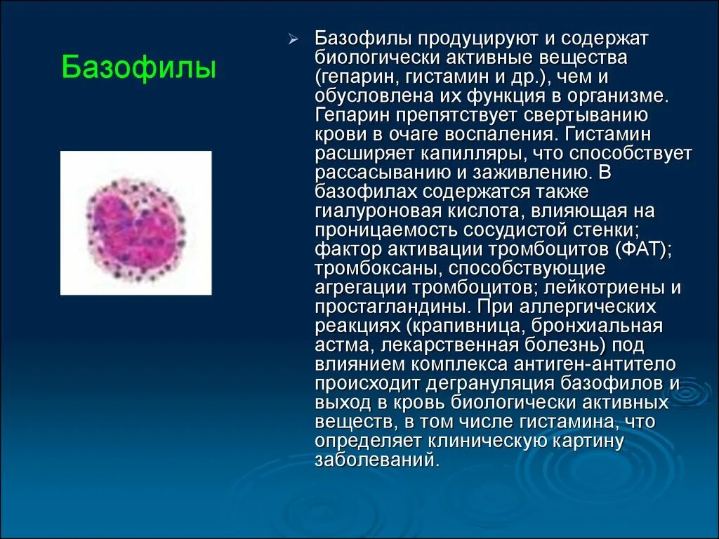 Гистамин и гепарин. Базофилы продуцируют. Функция клеток крови - базофилов. Дегрануляция базофилов. Что вырабатывают базофилы.