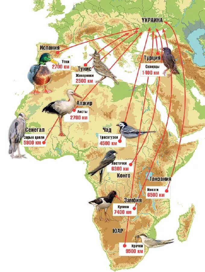 Расселение птиц. Маршруты миграции птиц России. Карта миграции перелетных птиц. Карта миграции перелетных птиц России. Пути миграции птиц карта России.
