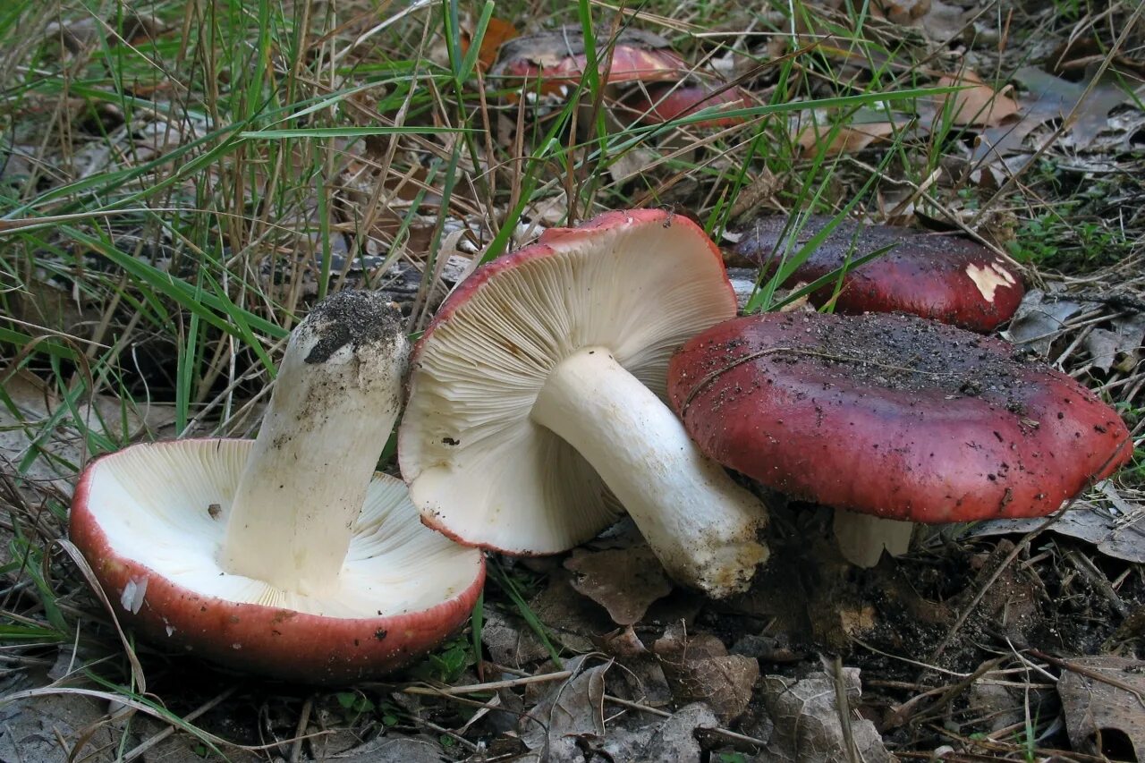 Russula xerampelina. Сыроежка съедобный пластинчатый гриб. Сыроежка пластинчатый гриб. Сыроежка серая гриб. Пластинчатые сыроежка