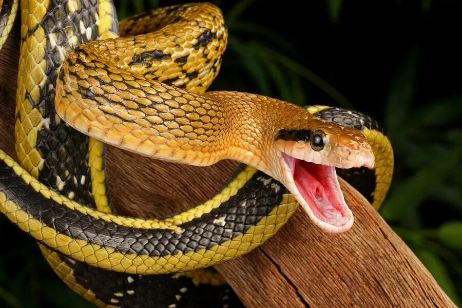Какой праздник змей. Всемирный день змей. Международный день змеи. Международный день гадюки. Международный день змеи 16 июля.