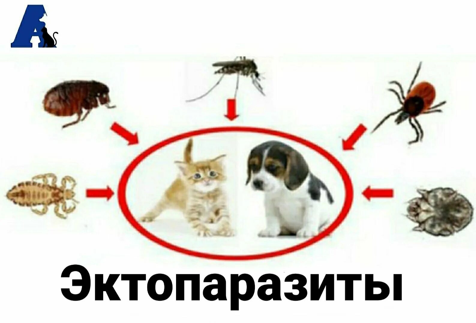 Наружные паразиты животных. Временные эктопаразиты. эктопаразиты что это животные.