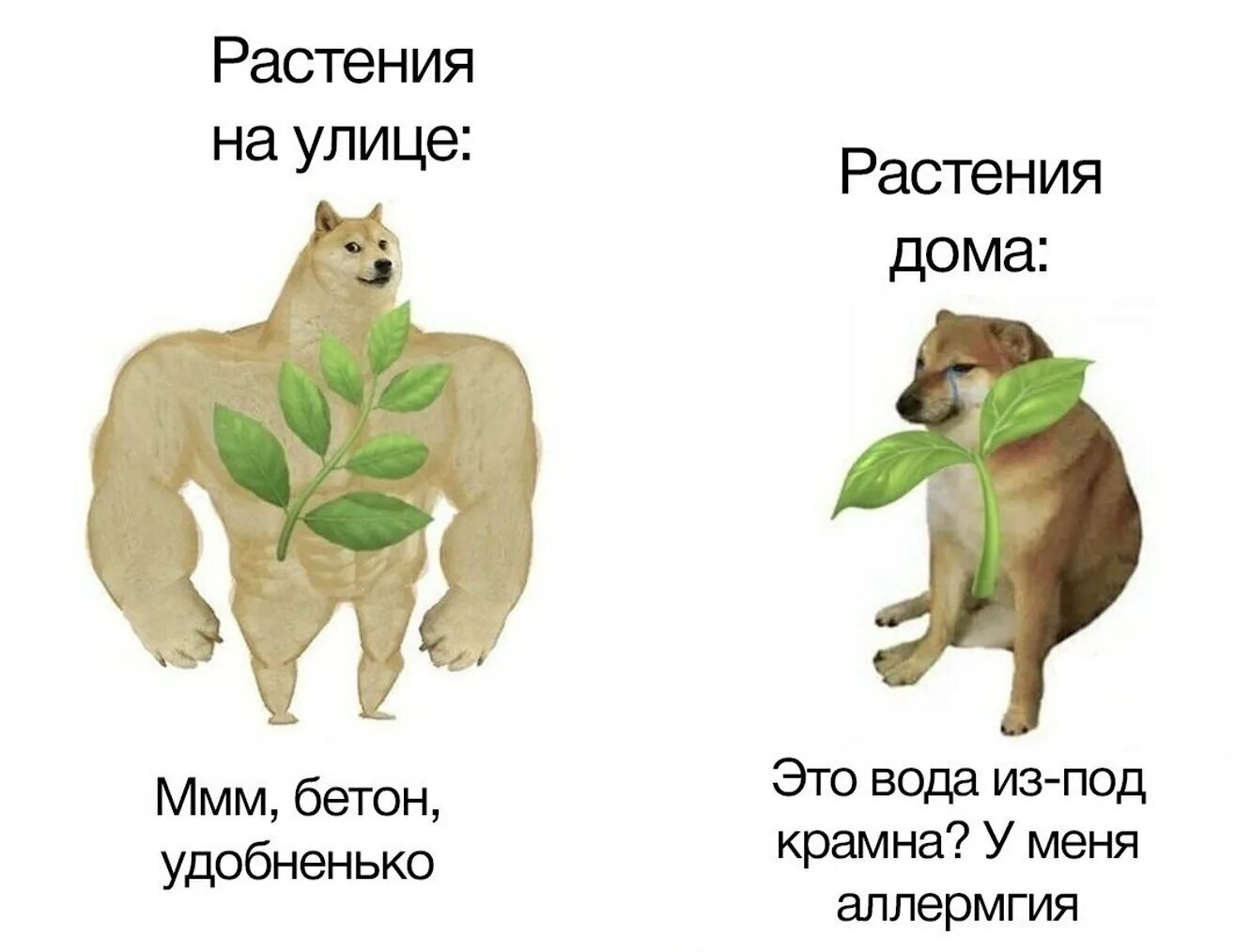 Эволюция собак мемов играть