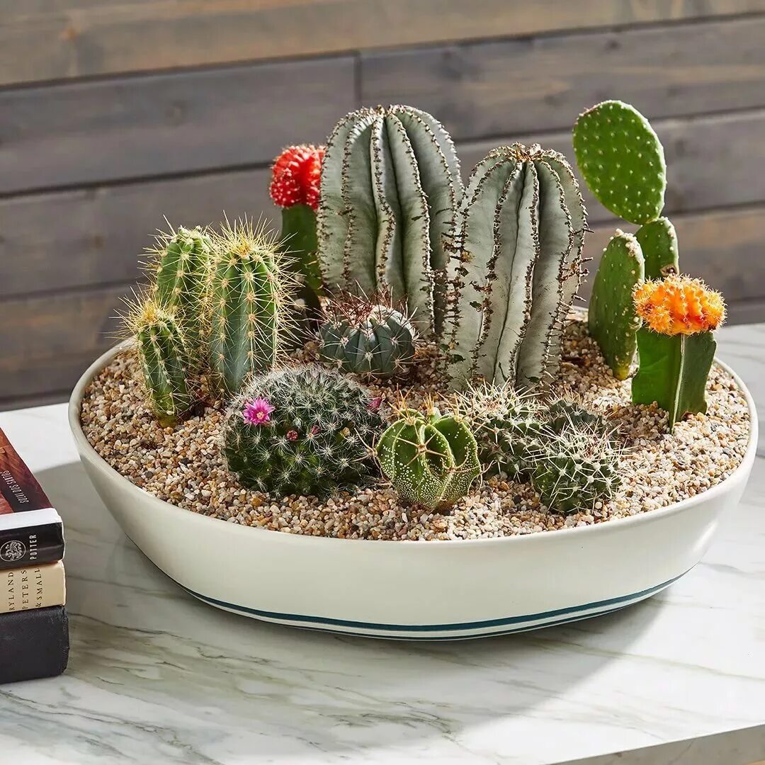 Cactus dg. Эуфорбия Маммиллярия. Кактус опунция суккулент. Кактус опунция микс. Кактусовые Суккуленты.