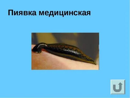 Медицинская пиявка является