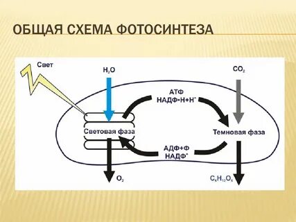 Схема фотосинтеза егэ биология