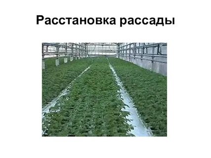Томаты защищенного грунта