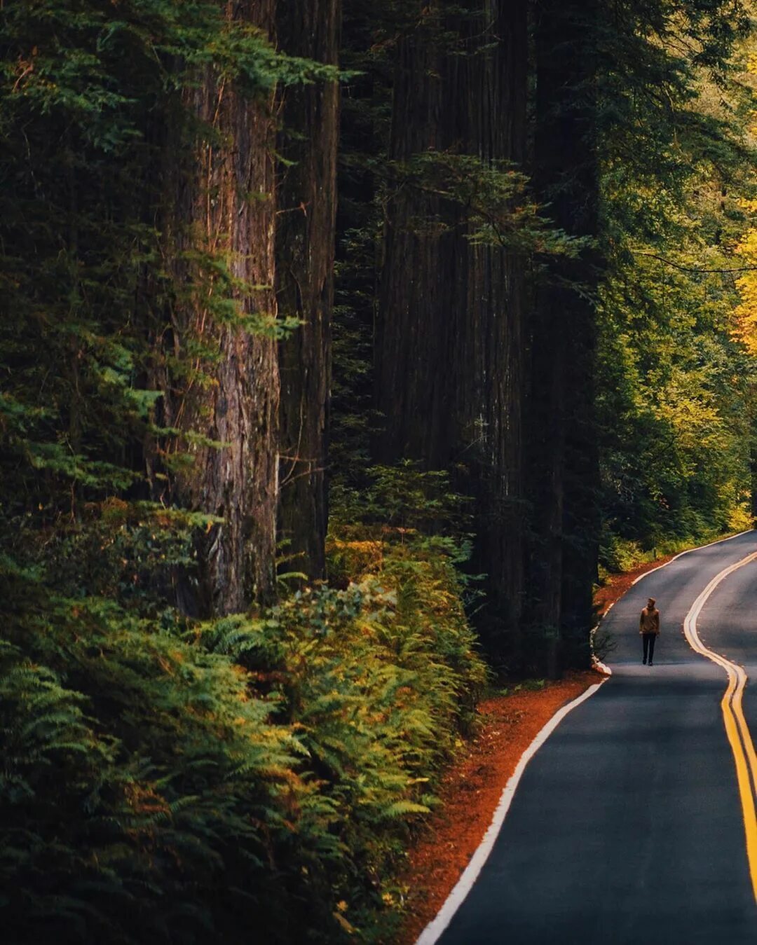 Лесная дорога Avenue of the giants. James road