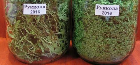 Можно замораживать рукколу на зиму