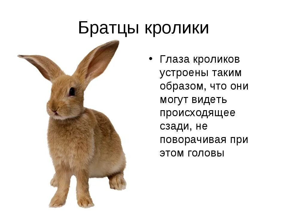 Зайцы какое число