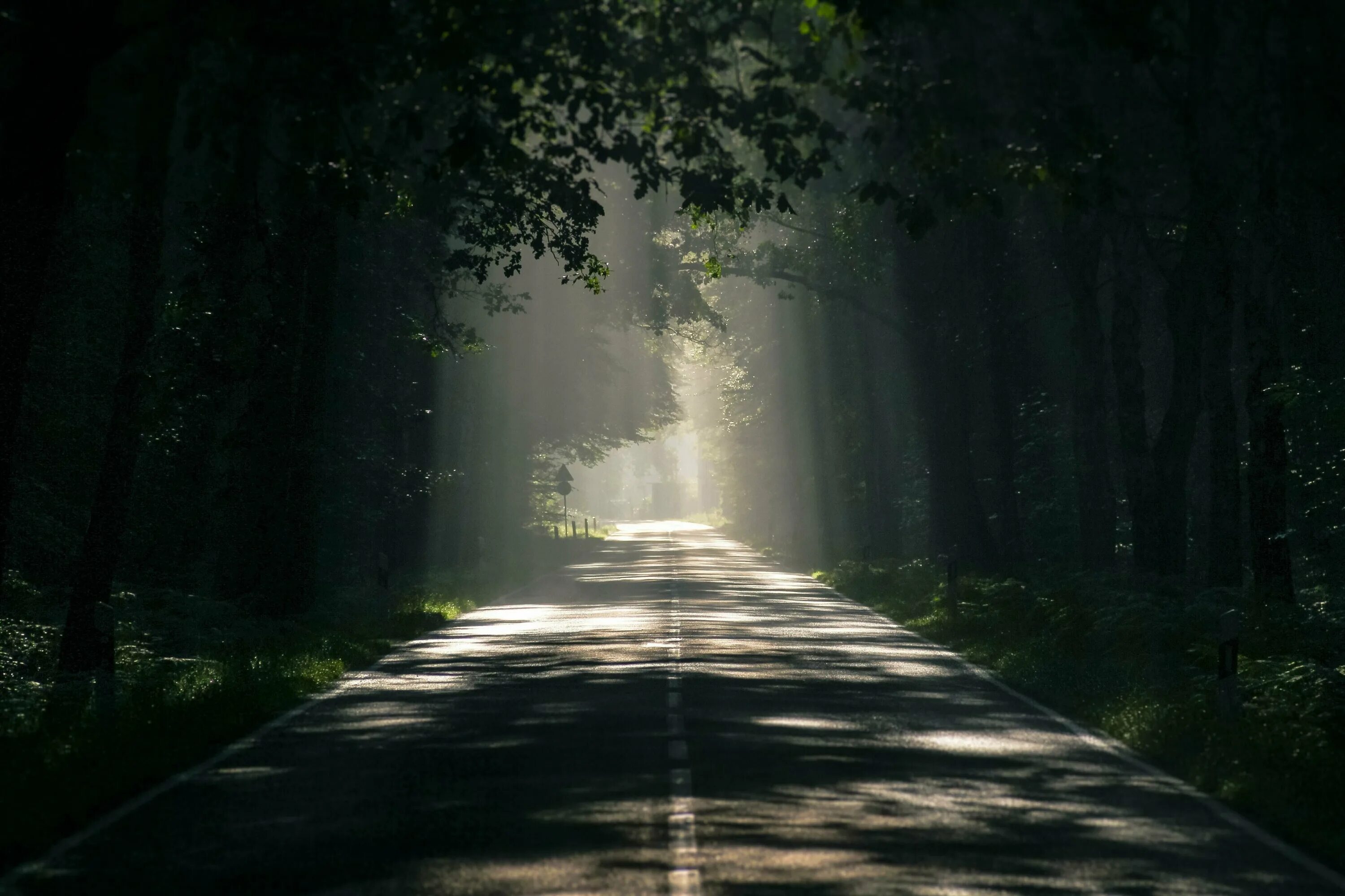 Дорога в лесу. Дорога в лесу ночью. Темная дорога в лесу. Лесная дорога в тумане.