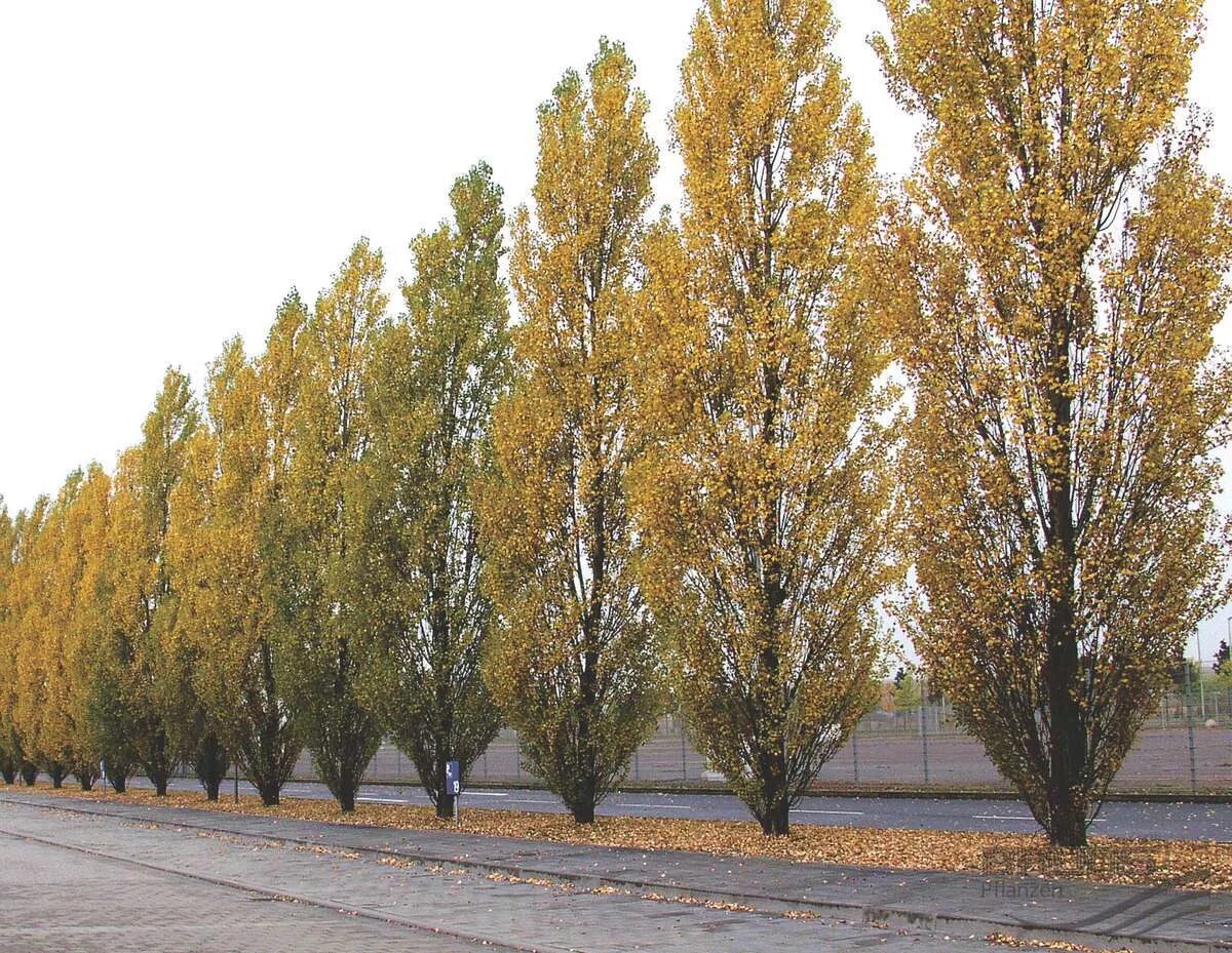 Тополь род. Тополь черный (populus nigra). тополь черный осокорь. тополь черный пирамидальный италика. тополь черный «italica».