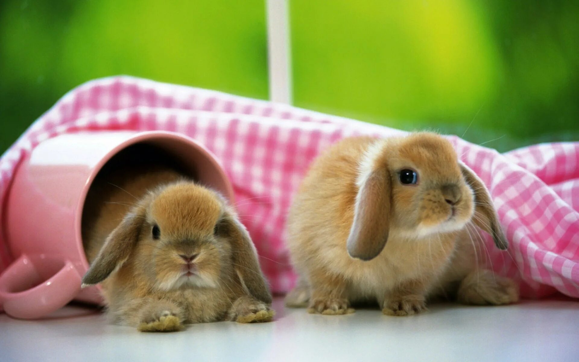Картинки на заставку с животными милыми. Заяц белый. Bunny wallpapers. Красивый зайчик. Милые зайчики.